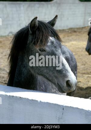 Camargue Horse standing in Loose box Stock Photo