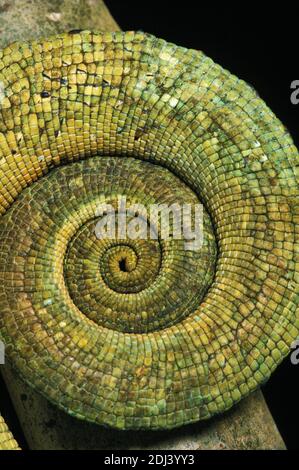 Parson's Chameleon, chamaeleo parsonii, Curled Tail Stock Photo