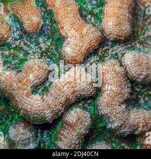 Diploria is a monotypic genus of massive reef building stony corals in the family Mussidae. Diploria labyrinthiformis, commonly known as grooved brain Stock Photo