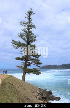 Norfolk Island. Lone Pine, an Old Endemic Norfolk Island Pine (Araucaria Heterophylla) at Point Hunter. Australian Family exploring the Outdoors. Stock Photo