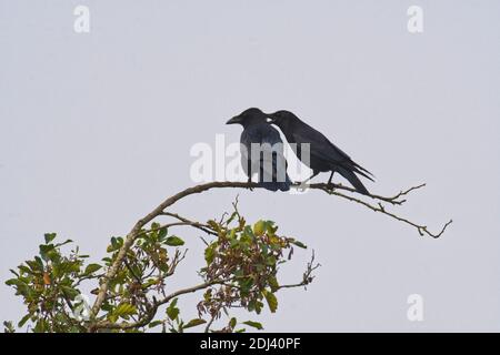 Carrion Crows Stock Photo