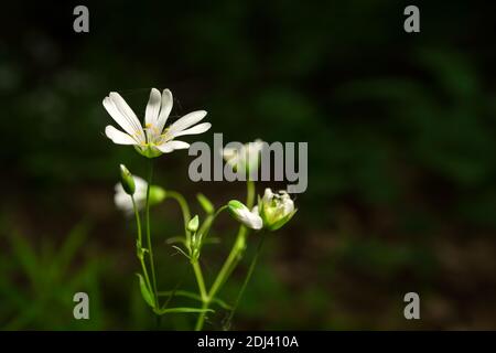 White flowers Cerastium arvense growing in a green forest, spring view Stock Photo