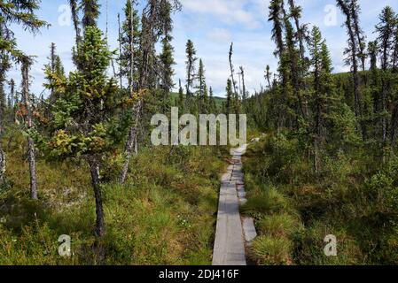 Tranquil, colorful view of wooden walkways on the Granite Tors Trail, leading through black spruce trees and over a bog with intensely green grass. Stock Photo