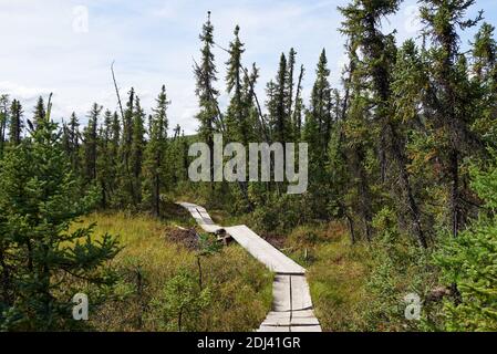 Tranquil, colorful view of a wooden walkway on the Granite Tors Trail, leading through black spruce trees and over a bog with intensely Stock Photo