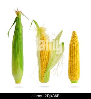 Three sweet corn cobs isolated on white background. Design element for product label, catalog print. Stock Photo