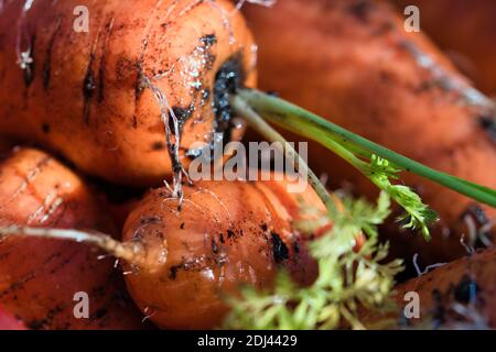 Vibrant orange organic carrots roots with green tops freshly pulled out from garden bed, dirty with soil, full frame macro food background Stock Photo