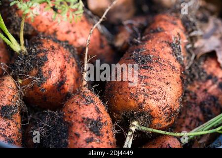 Vibrant orange organic carrots roots with green tops freshly pulled out from garden bed, dirty with soil, full frame macro food background Stock Photo