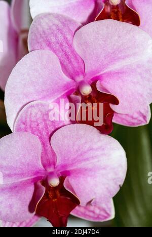 The Phalaenopsis family of orchids are the easiest members of this delicate tropical flower to grow in households. Also known as Moth orchids Stock Photo