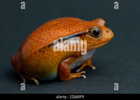 pet, love,animal, frog, toad, tomato frog, tree, wildlife, studio background, animal, cute, orange, red, small frog, cute, lizard, dark background,eee Stock Photo