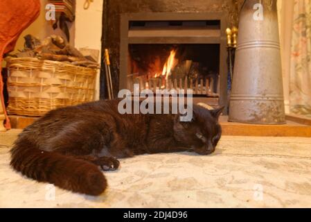 Black domestic cat (Felis catus), keeping warm in front of a log fire on a cold winter day, Wiltshire, UK, March. Stock Photo