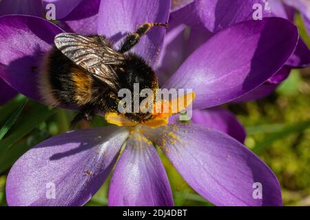 Early Bumblebee (Bombus pratorum) in February Feeding From a Crocus Flower (Crocus sp.). Covered in Pollen and  Bumblebee Mites (Parasitellus fucorum) Stock Photo
