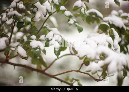 rose flower bush green leaves covered with snow in winter garden. Stock Photo