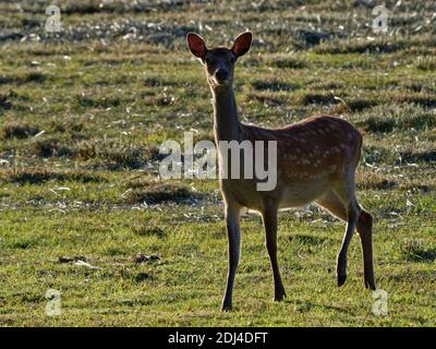 Sika deer (Cervus nippon) alert hind looking up from grazing grass in a meadow, backlit at dusk, near Corfe Castle, Dorset, UK, July. Stock Photo