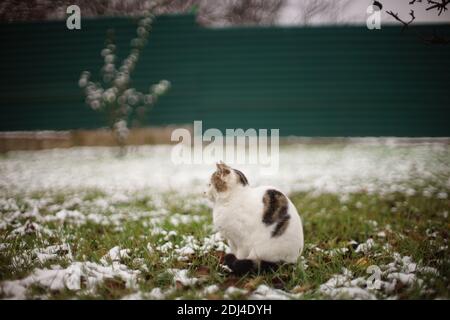 Lonely white spotted cat sitting in the winter garden. Stock Photo