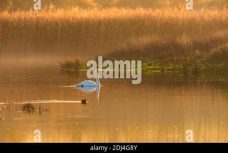 Mute Swan, Cygnus olor in the sunrise on Golden Hour time. Stock Photo