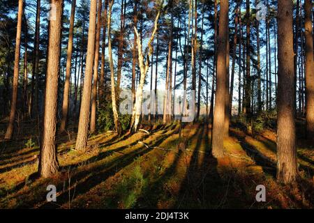 Long shadows on the forest floor as the winter sun sets on Blackheath Common, Surrey, UK Stock Photo