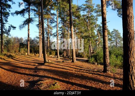 Long shadows on the forest floor as the winter sun sets on Blackheath Common, Surrey, UK Stock Photo