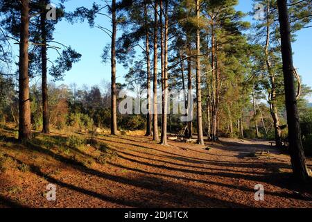 Long shadows on the forest floor as the winter sun sets on Blackheath Common, Surrey, UK Stock Photo