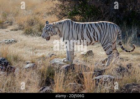 wild white bengal tiger, landscape orientation, in grassy terrain Stock Photo