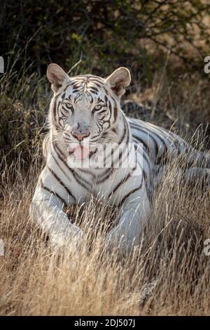 Portrait of wild, white bengal tiger, tongue out, lying in the grass facing the camera, photographed in South Africa at a specialised game reserve Stock Photo