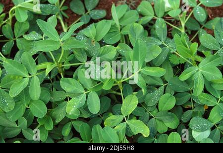 Groundnut, arachis hypogaea, Plant producing Peanuts Stock Photo