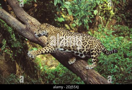 Jaguar, panthera onca, Adult hunting Stock Photo