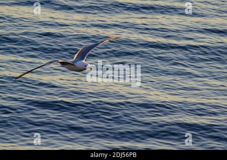 Yellow-legged gull ( Larus michahellis ) on a beach near Alexandroupoli, Evros, Greece - Photo: Geopix Stock Photo