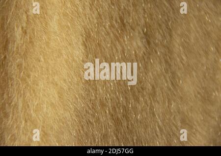 Fur texture. Fur for the background. Fur material. Faux fur. Stock Photo