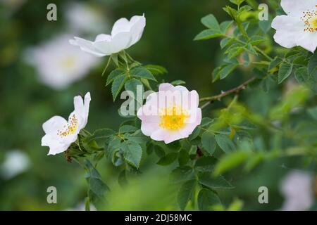 Hunds-Rose, Hundsrose, Heckenrose, Wildrose, Rose, Rosen, Rosenblüten, Blüte, Blüten, Rosenblüte, Wildrosen, Heckenrosen, Rosa canina, Common Briar, B Stock Photo