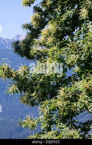 Edelkastanie, Esskastanie, Edel-Kastanie, Ess-Kastanie, Echte Kastanie, Marone, Blüte, Blüten, blühend, Castanea sativa, sweet chestnut, Spanish Chest Stock Photo