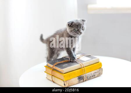 Lovely grey scotish kitten sitting on the pile of books in the living room in moving day Stock Photo