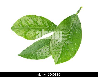 Lemon leaves with drops isolated on white background. Branch of citrus leaf. Part of tropical plant. Top view. Stock Photo