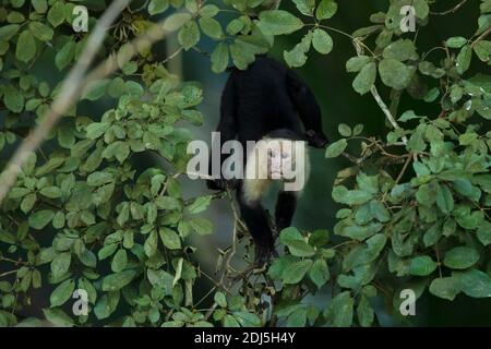 White-faced Capuchin - Cebus capucinus, beautiful brown white faces primate from Costa Rica forest Stock Photo