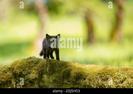 Cute red fox cub on green mossy trunk. Young fox exploring the world. Vulpes Vulpes Stock Photo