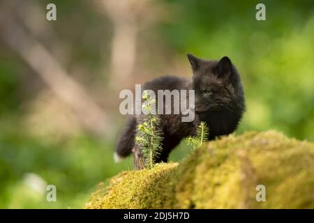 Cute red fox cub on green mossy trunk. Young fox exploring the world. Vulpes Vulpes, Czech republic Stock Photo