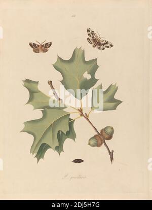 Phalaena Quernaria. Quercus Rubra (American Oak Beauty, Northern Red Oak), Plate 103 from James Edward Smith, the 'Natural History of the Rarer Lepidopterous Insects of Georgia', London, 1797, Print made by John Harris the elder, 1767–1832, British, after John Abbot, 1751–ca. 1840, British, 1797, Engraving with original hand color on medium, slightly textured, cream wove paper, Sheet: 16 x 12 1/8 inches (40.6 x 30.8 cm), acorns, botanical subject, butterflies, red oak, science, tree Stock Photo