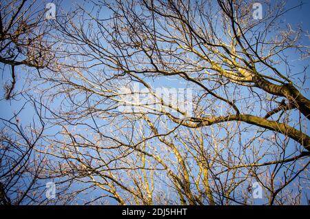 Barren tree branches in autumnal light against blue sky on a sunny day Stock Photo