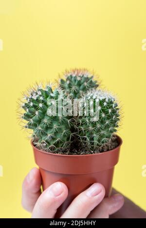 Man's hand holding a mammilaria cactus pot on yellow background Stock Photo