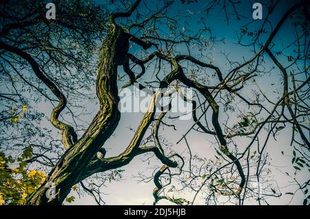 Twisted barren tree branches against dark sky Stock Photo