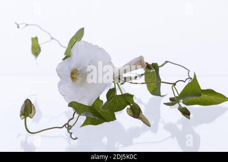 Convolvulus arvensis (field bindweed) with blossom and open and closed leafs on white background with shadow Stock Photo
