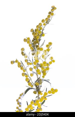 medicinal plant from my garden: Artemisia absinthium ( grand wormwood) yellow flowers isolated on white background Stock Photo