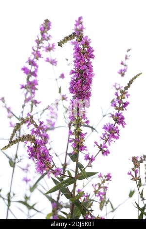 medicinal plant from my garden: Lythrum salicaria (purple loosestrife) blooming isolated on white background Stock Photo