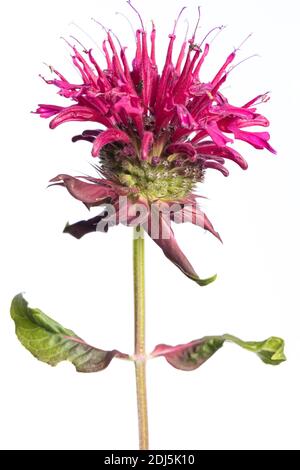 medicinal plant from my garden: mediblossom and leafs of Monarda didyma (Indiandernessel / Goldmelisse) isolated on white background