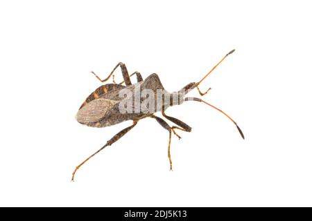 side view of living adult dock bug (Coreus marginatus) isolated on white background