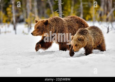 Bear mother and cub moving as one. Stock Photo