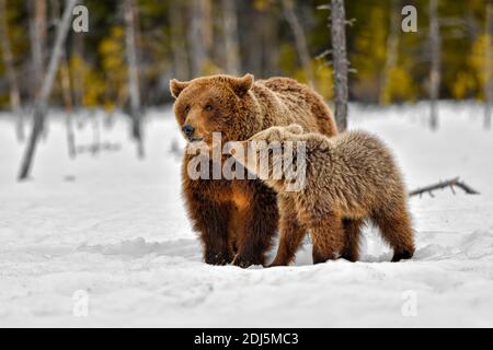 Bear cub wants attention from the mom Stock Photo