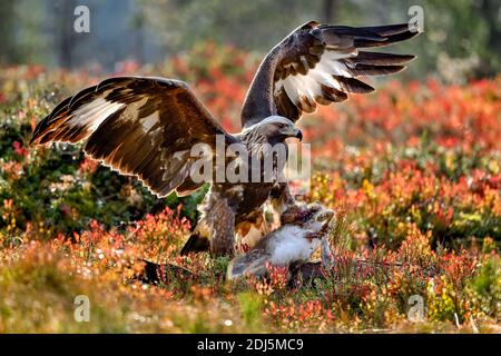 Golden eagle with the catch Stock Photo