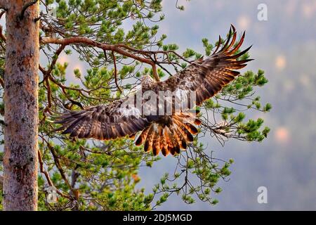 Golden eagle is landing on the pine tree Stock Photo