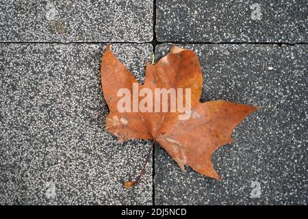 Brown dry leaves on cement floor. Stone Background Stock Photo