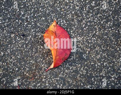 Bright red leaf on ground. Fallen leaf closeup. Autumn season nature detail. Seasonal background. Stock Photo